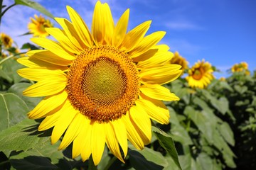 sunflower in field