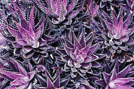 Infrared: Abstract haworthia succulent plant leaves