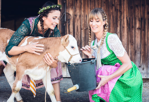 H&uuml;bsche Bayerische Frauen im Dirndl Landwirtschaft Mode mit Kalb 