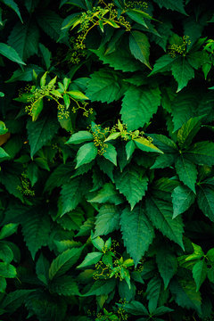 Wallpaper with diferent green tones of leafs.