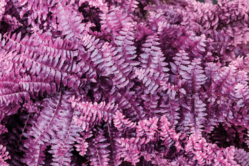 Infrared: Abstract fern plant leaves