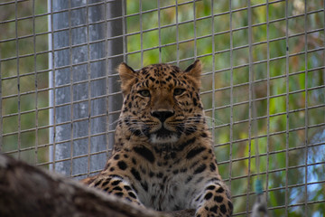 Leopard Looking at Camera