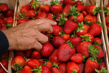 Gardener sorting fresh picked strawberries