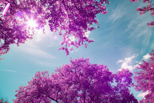 Sun shining through trees in infrared