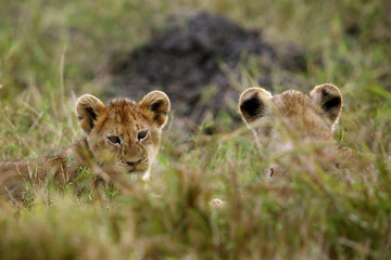 Lion cubs at Masai Mara in the evening hours, Kenya