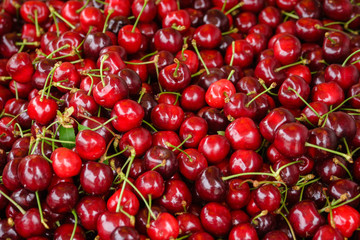 Pile of cherry fruit ready for sorting, red cherry fruits 