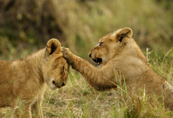 Lions cub playing, Masai Mara, kenya