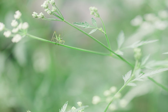 Tiny green and transparent insect on flower's stalk