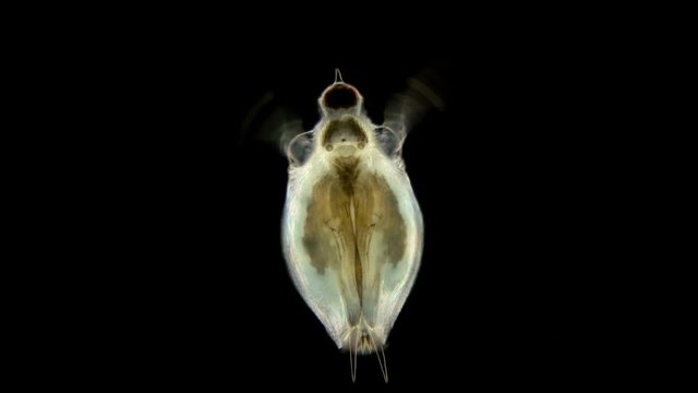 Daphnia under the microscope, water flea, species Scapholeberis mucronata, is a zooplankton crustacean, some species have a horn on their heads perhaps in adults it disappears
