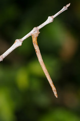 The caterpillar camouflaged on the dry stick of the coffee tree. Brazil coffee plantations, Minas Gerais.