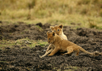 Lin cubs on the black soil at Masai Mara, Kenya