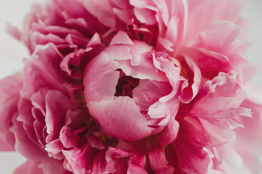 overhead of a pink peony