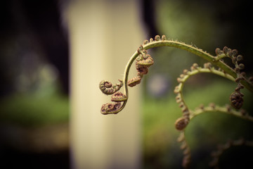 Living fractal - growing fern