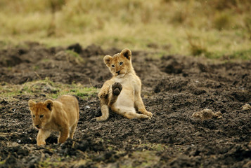 Lion cubs at Masai Mara, Kenya