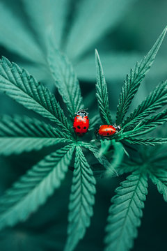 Close up of ladybird beetles sitting on cannabis plant