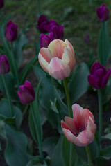 Fototapeta premium large light pink tulips with white stripes close up