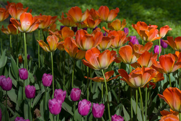 meadow with beautiful tulips in spring illuminated by the sun.