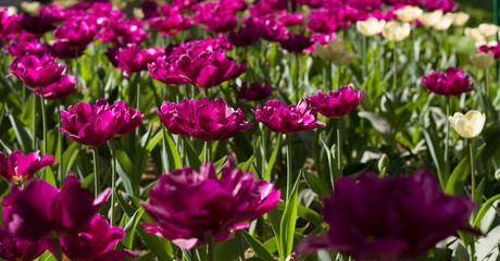 glade covered with many violet pink tulips