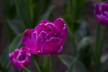 large maroon-red tulips close-up