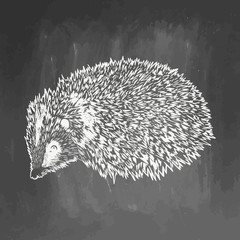 Realistic hedgehog drown on chalkboard.  illustration on blackboard. Animal sketch. EPS 10.  drawing of animal for greeting card, invitation, print, web project. Hand drawn illustration