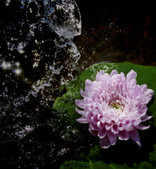 Pink flower float in the water, splashing water drops in the surronding