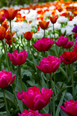 a large glade dotted with multicolored tulips lit by the bright sun.