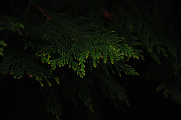 contrast lively background