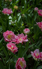 Obraz premium red and pink tulips close up