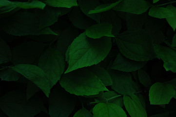 contrast lively background