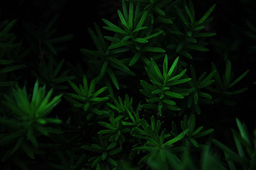 contrast lively background