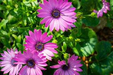 Assorted flowers 