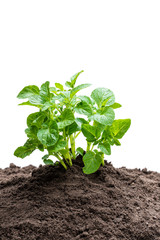 Potato sprouts in soil isolated on white