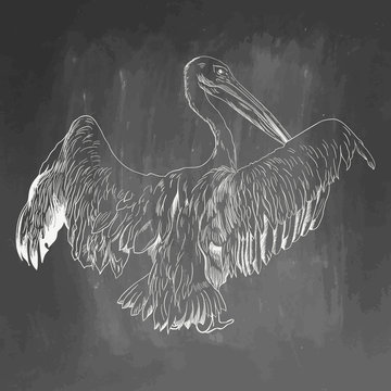Pelican icon. Hand drawn  illustration isolated on chalkboard background. White realistic sketch on blackboard and chalkboard imitation