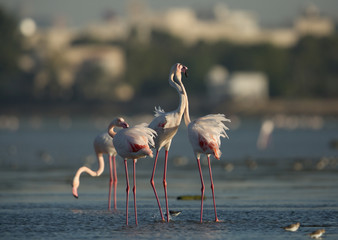 Greater Flamingos at Aker coast, Bahrain