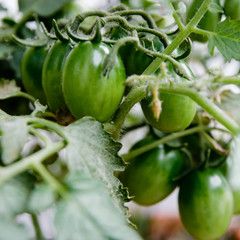 Homegrown tomato cherry at a green stage.
