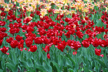 Multicolored tulips on a sick flower bed in nature