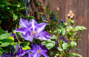 Clematis