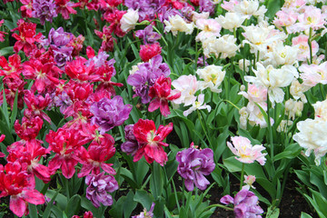 Multicolored tulips on a sick flower bed in nature