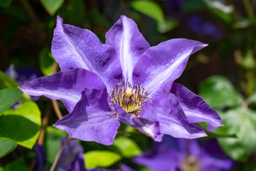 Clematis