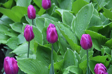Multicolored tulips on a sick flower bed in nature
