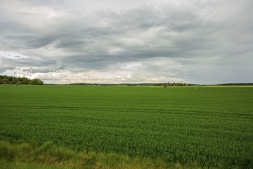 Gorgeous view of green field with  rye. Beautiful green backgrounds. Sweden, Europe.
