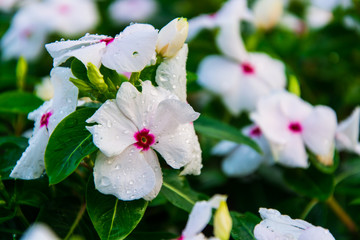 White flower with water spray.