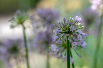 Allium roseum ornamental flowering plant, group of small flowers in bloom