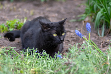 Black cat lie in wait in the garden, dark beast with light green eyes, beautiful animal
