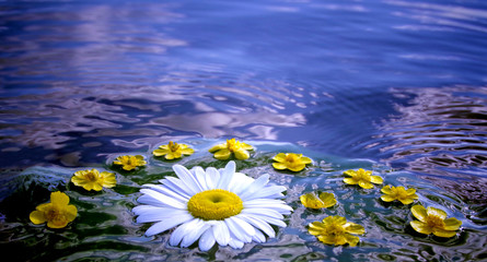 Flowers in water, midsummer night dream.