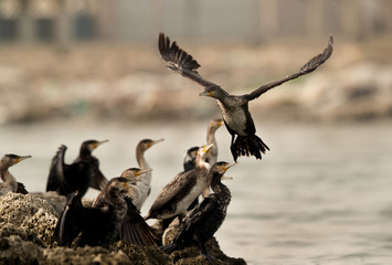 The great cormorants at Aker coast, Bahrain