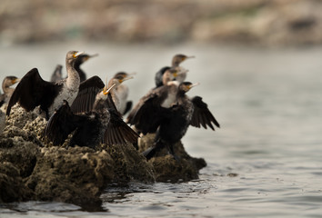 A flock of great cormorants at Aker coast, Bahrain