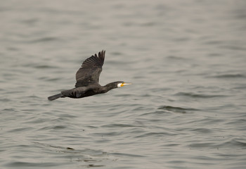 The Great Cormorant flying, Bahrain