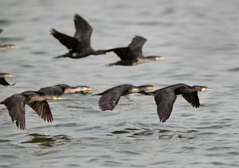 The Great Cormorants in flight, Bahrain