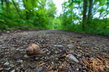 Schnecke mit Schneckenhaus quert Wanderweg